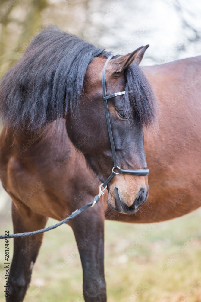 Obraz premium Pferd im Portrait