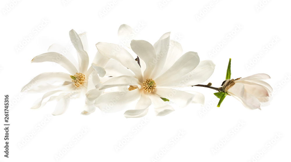 White flowers star magnolia (magnolia stellata) isolated on white background. White Magnolia flowers are isolated on a white background.