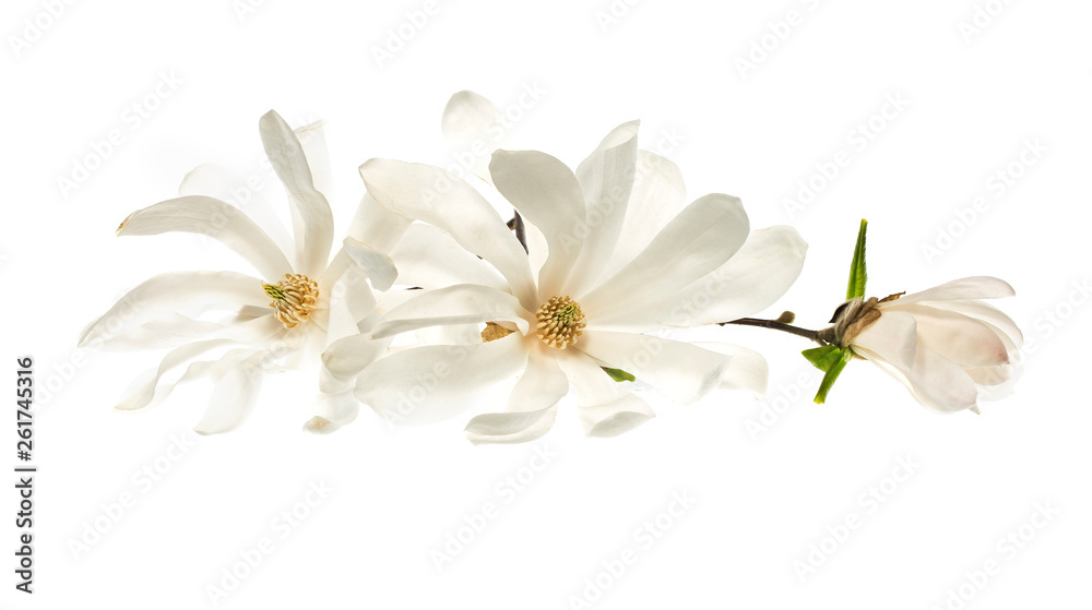 Obraz premium White flowers star magnolia (magnolia stellata) isolated on white background. White Magnolia flowers are isolated on a white background.