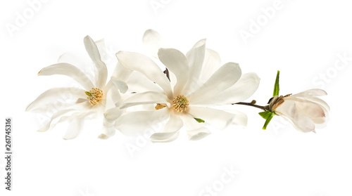 White flowers star magnolia (magnolia stellata) isolated on white background. White Magnolia flowers are isolated on a white background. © ihorhvozdetskiy