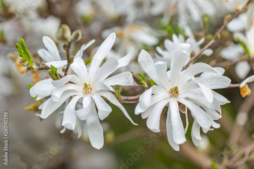 Magnolia flowers and branches (Magnolia stellata) with magnificent bokeh. Magnolia stellata tree in bloom in an early spring. Blooming star magnolia (magnolia stellata). photo