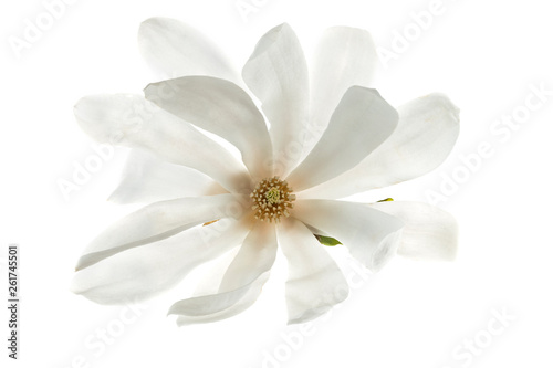 White flowers star magnolia  magnolia stellata  isolated on white background. White Magnolia flowers are isolated on a white background.