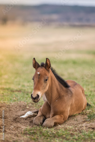 Pferde Fohlen auf der Wiese schläft und ruht sich aus © Ines Hasenau