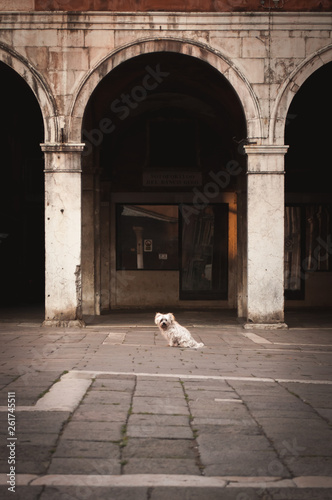 Venezian Dog