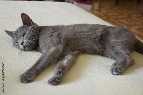 British Shorthair cat of grey color is looking