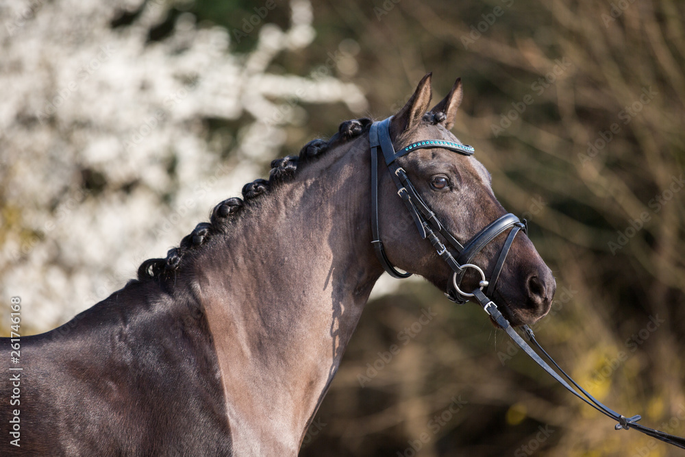 Obraz premium Reitpony