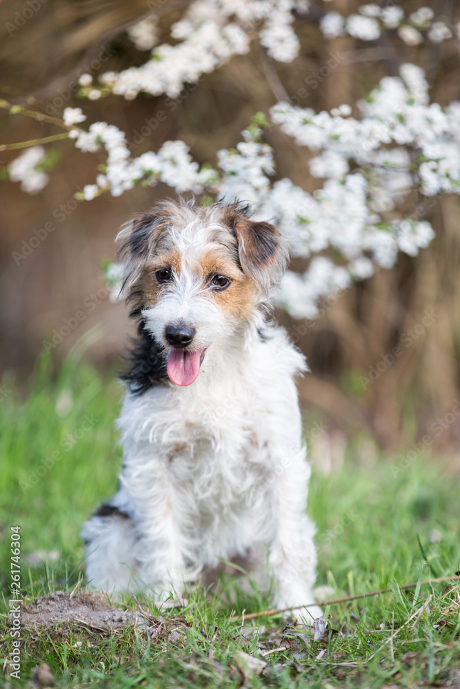 Terrierhündin in Frühling