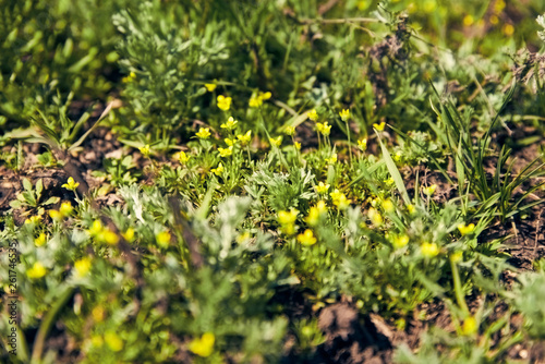 Small yellow flowers among the green spring grass on the Sunny lawn in the forest
