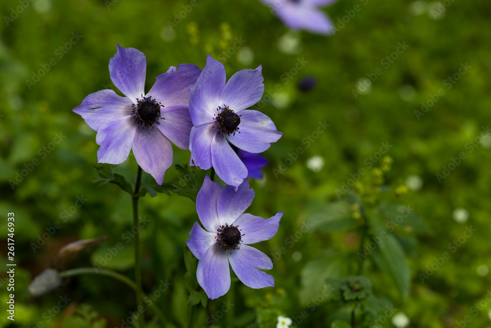Tree anemone in Lila color Tree anemone in Lila color