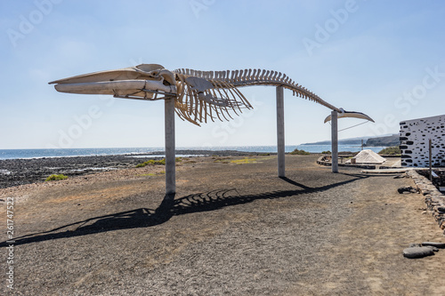 Whale Skeleton at Fuerteventura of Canary Islands of Spain