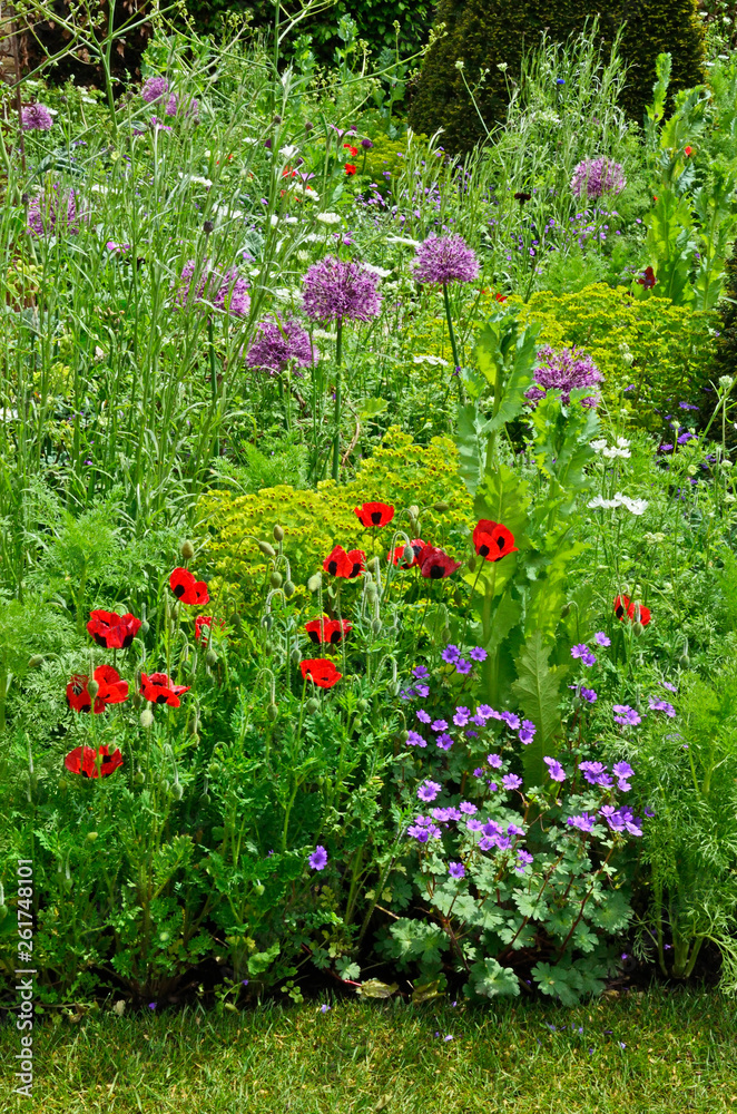 Colourful mixed planted flower border including Ladybird Poppies, Allium and grasses,