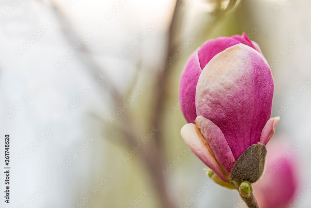 Fototapeta premium Flowering branches of Saucer magnolia (Magnolia x soulangeana). Magnolia flower (Magnolia x soulangeana)