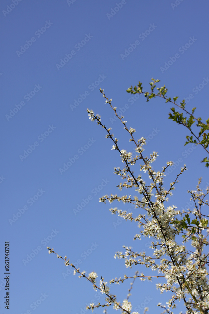 Hawthorn blossom in the spring against a clear blue sky Hawthorn blossom in the spring against a clear blue sky