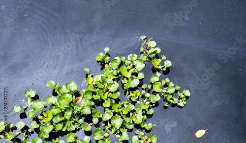 Top view of common water hyacinth floating on the wastewater surface