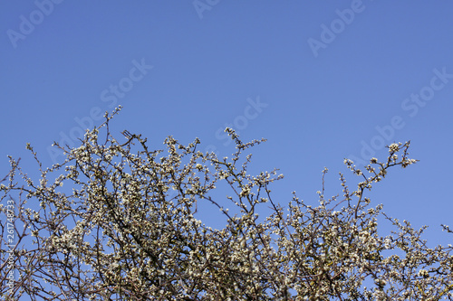 Hawthorn blossom in the spring against a clear blue sky