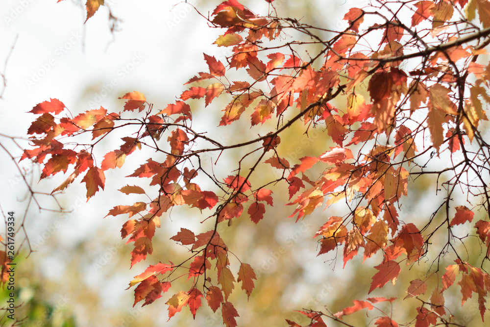 Autumn colors closeup Autumn colors closeup