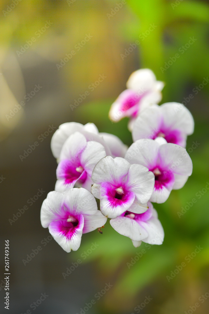 White orchid blooming in the garden.