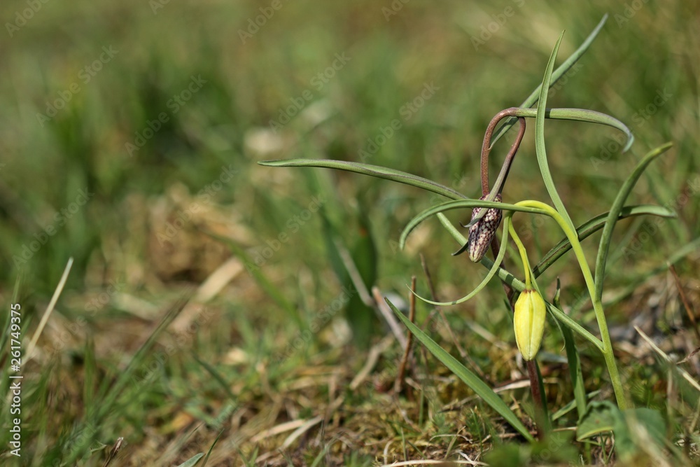 Knospende violette und weiße Schachbrettblumen (Fritillaria meleagris)