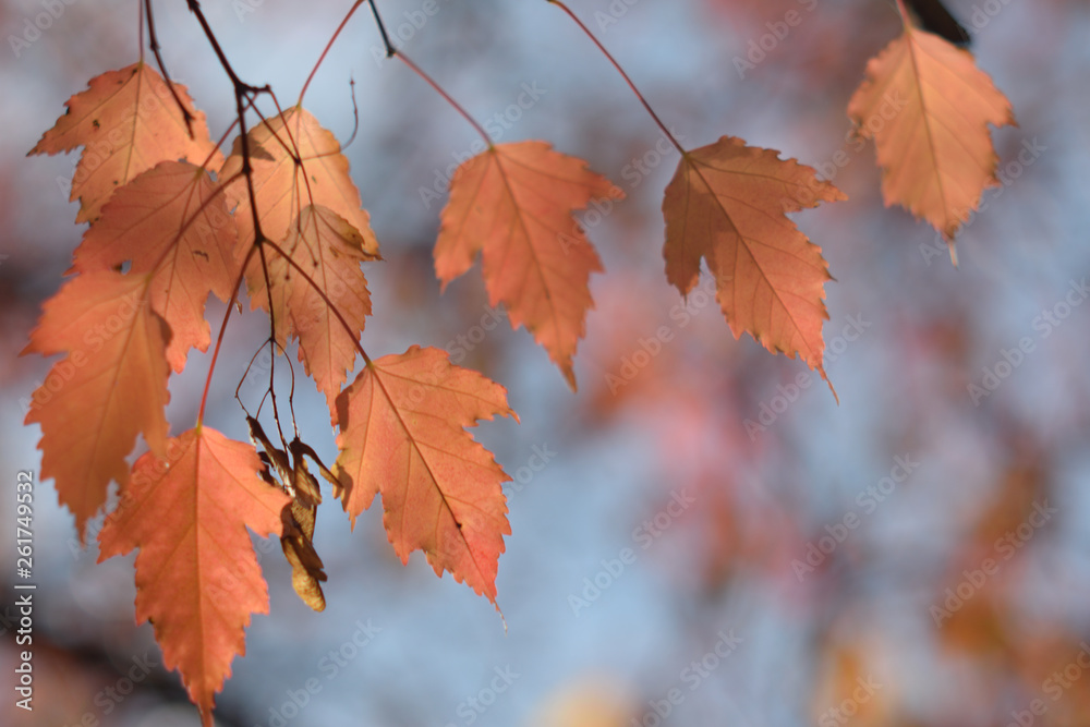 Autumn colors closeup Autumn colors closeup