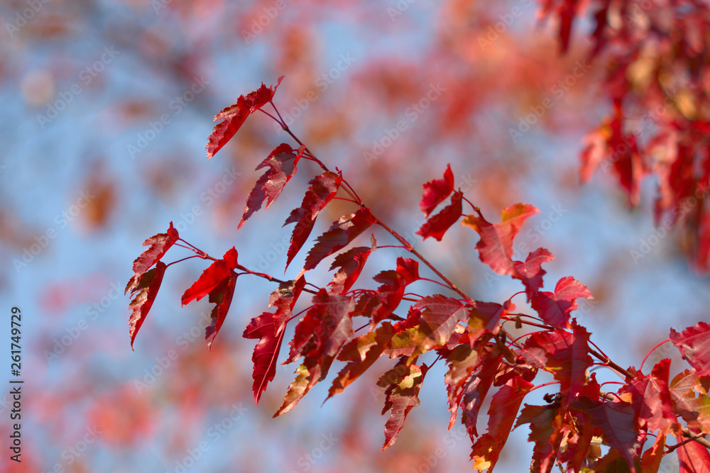 Autumn colors closeup