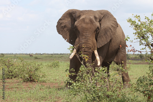 Afrikanischer Elefant   African elephant   Loxodonta africana