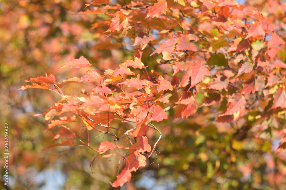 Fototapeta premium Autumn colors closeup