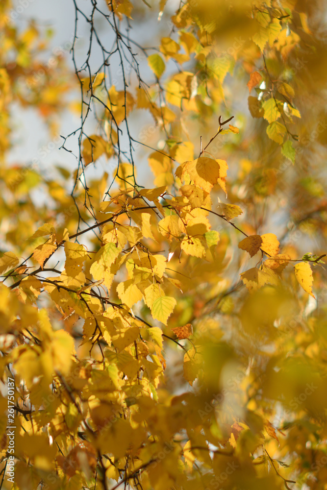 Autumn colors closeup