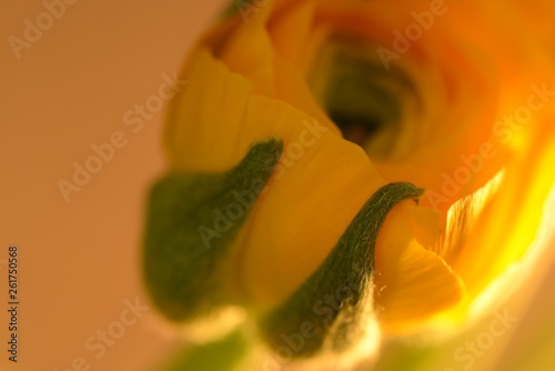 Yellow ranunculus flower and plants in front of yellow background