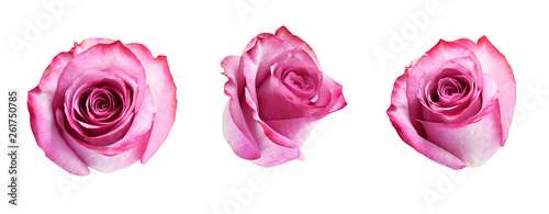 Set of pink rose flowers