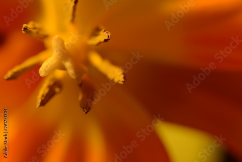 Tulip flowers and plants, pistil - the female organs of a flower head, macro flower