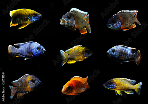 colorful beautiful african cichlid peacock aulonocara fish in aquarium from lake malawi