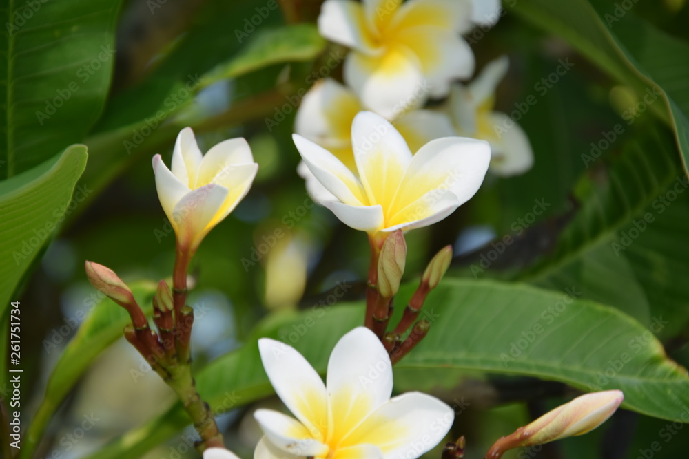 Fototapeta premium Flower