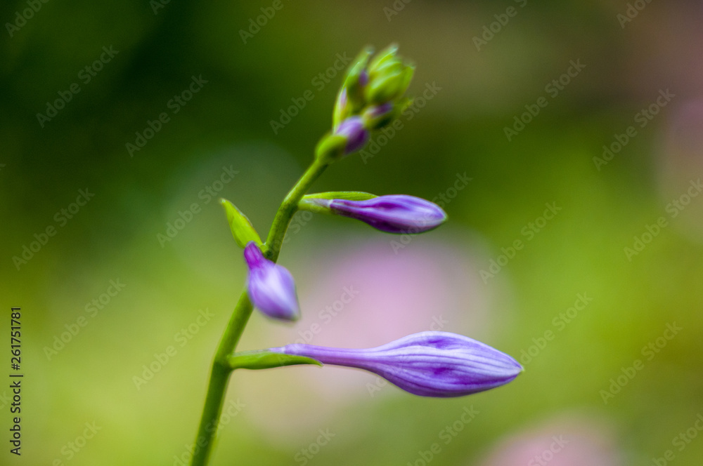 Flower purple hosta growing in the summer garden