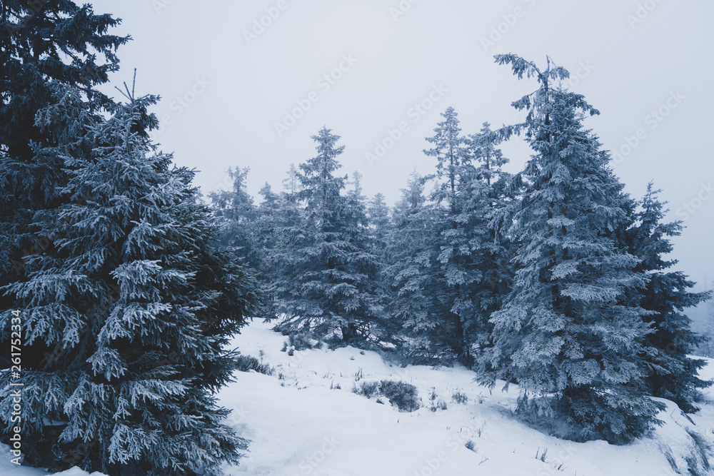 Fototapeta premium Winterwald