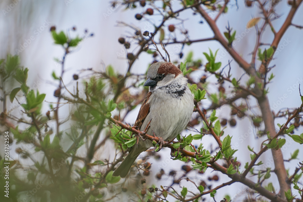 Obraz premium The house sparrow, Passer domesticus, bird of sparrow family Passeridae sitting in the bush in the spring cloudy day. Bird is strongly associated with human habitation, live in urban or rural settings