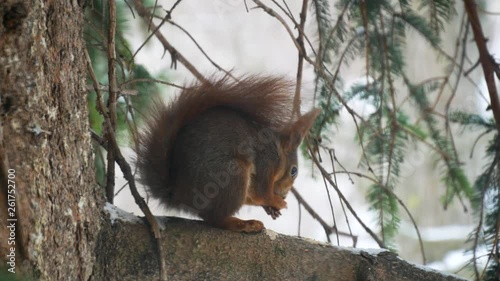 Squirrel cleaning itself while sitting on a tree branch in late winter, waiting for spring. (side view)