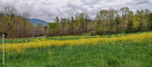"The Yellow Zingers" yellow boomers on Highway 226 springtime in the Blue Ridge Mountains ZDS Americana Landscapes Collection