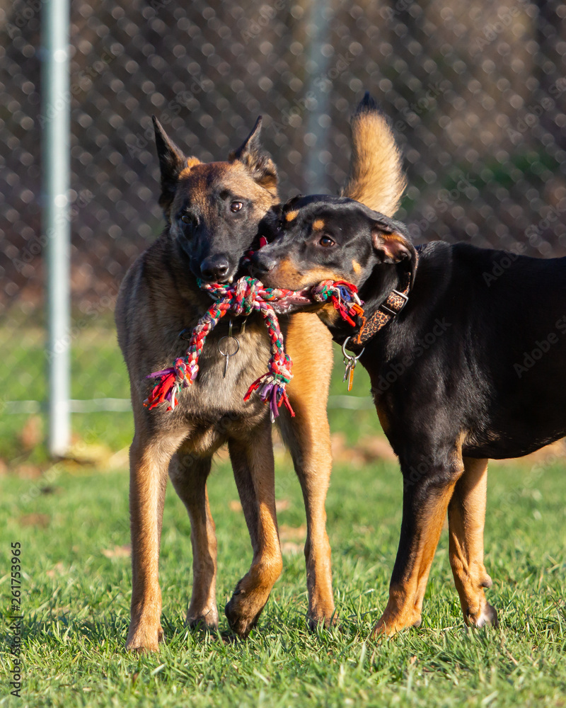 Two dogs playing together sharing one rope toy at dog park Two dogs playing together sharing one rope toy at dog park