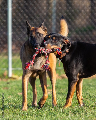 Photography Two dogs playing together sharing one rope toy at dog park