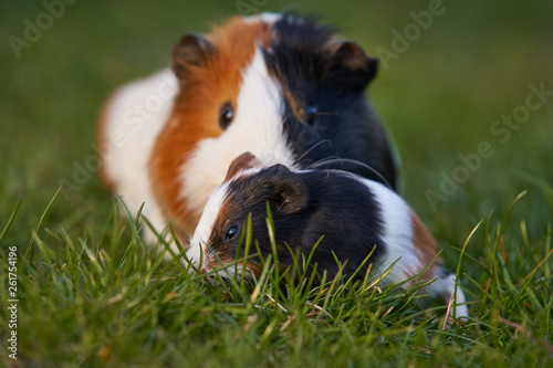 Mother of domesticated, tricoloured Guinea pig and her baby grazing grass during spring evening. Guinea pig also known as cavy, domestic cavy or cavia, species of rodent belonging to family Caviidae.