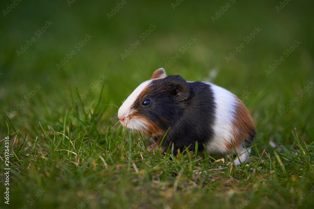 Newborn baby tree coloured Guinea pig also known as cavy, domestic cavy or cavia grazing a fresh grass during the spring sunset. Species of rodent belonging to the family Caviidae. Newborn baby tree coloured Guinea pig also known as cavy, domestic cavy or cavia grazing a fresh grass during the spring sunset. Species of rodent belonging to the family Caviidae.