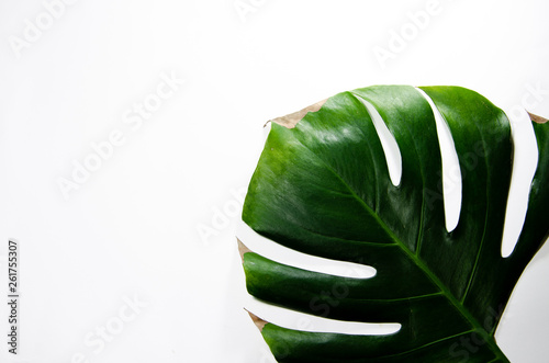 Monstera Liana. Big green leaf on a white background. Macro. Plant