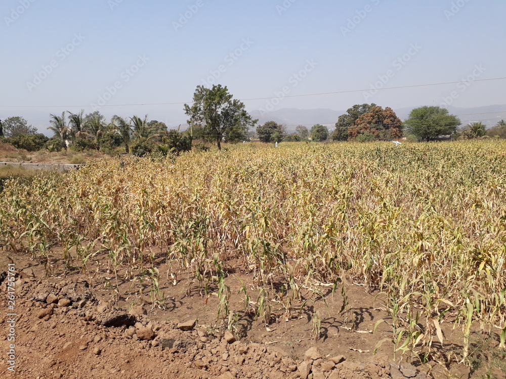 Obraz premium Sorghum Crop