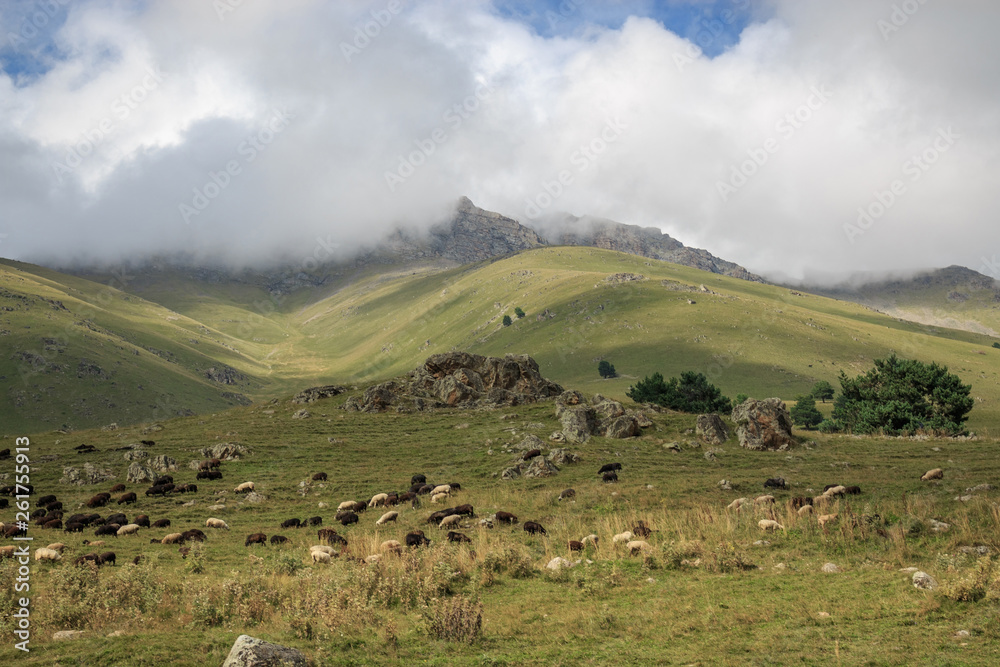 Panorama view of flock of sheep in mountains of national park Dombay