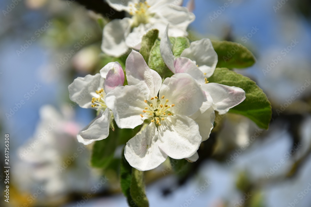 Obraz premium Flower