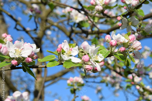 Tree flower
