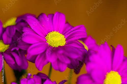 Beautiful bright purple and yellow chrysanthemum flowers  selective focus  macro