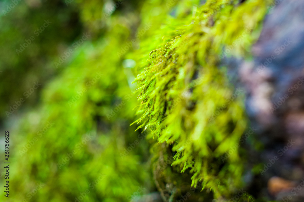 Long green moss covering cracked rocks and tree roots in the forest, selective focus Long green moss covering cracked rocks and tree roots in the forest, selective focus