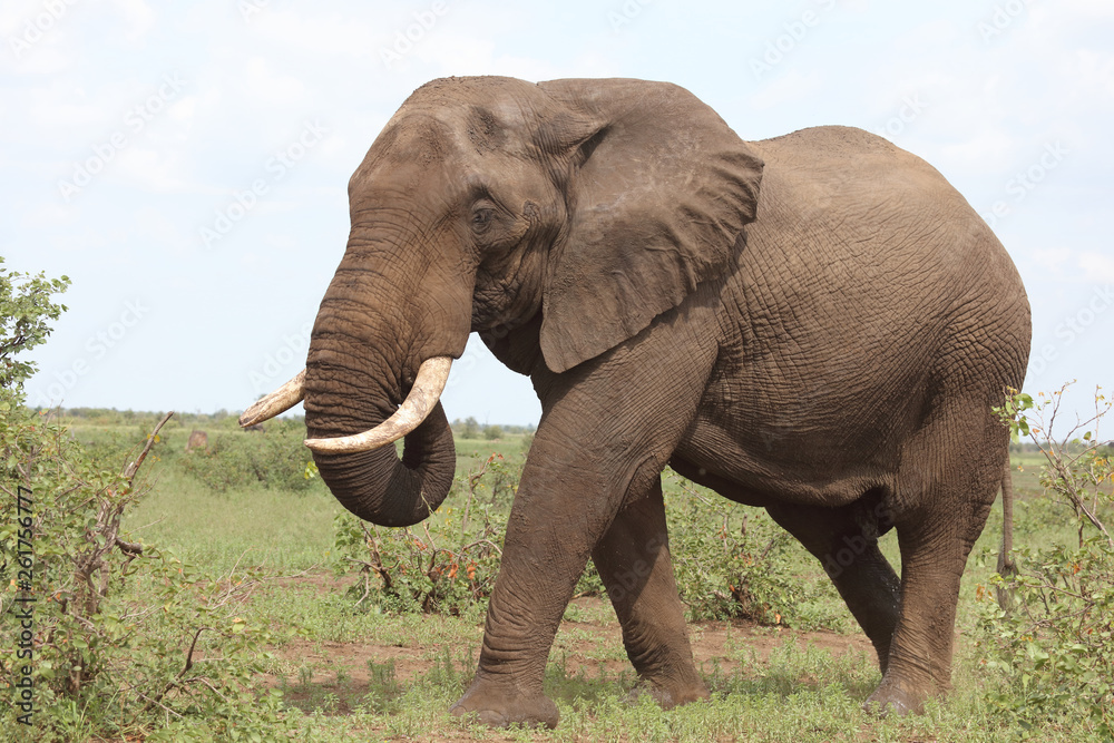 Obraz premium Słoń afrykański / Słoń afrykański / Loxodonta africana