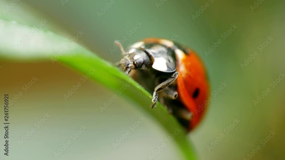 Seven-spot ladybug (ladybird) sitting on a leaf and crawling away in a macro shot Seven-spot ladybug (ladybird) sitting on a leaf and crawling away in a macro shot